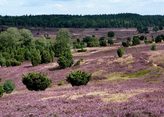 ganzjährig-Lüneburger Heide